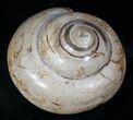 Giant Fossil Snail (Pleurotomaria) - Madagascar #13181-1